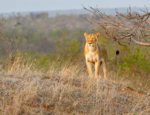 Safari Sightings  14 – 20 Sep ’26