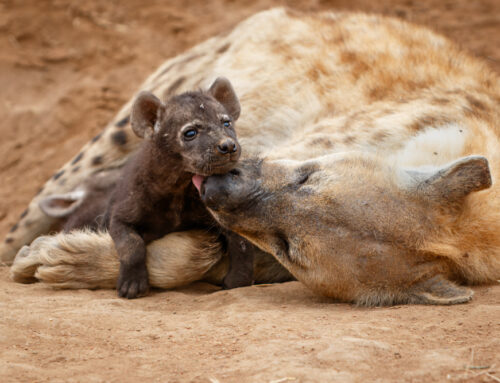 Safari Sightings 21 – 28 Sep ’26