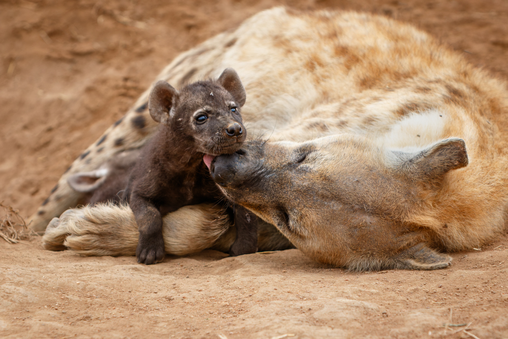 Hyena Pondoro
